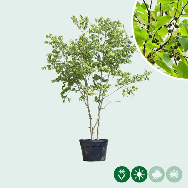 Europäischer Zürgelbaum mehrstämmig
