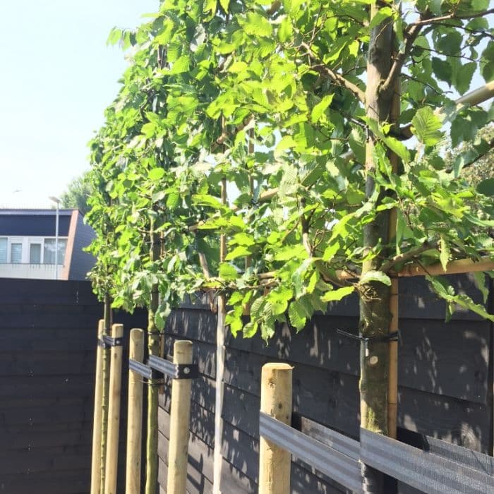 Hainbuche als Spalier