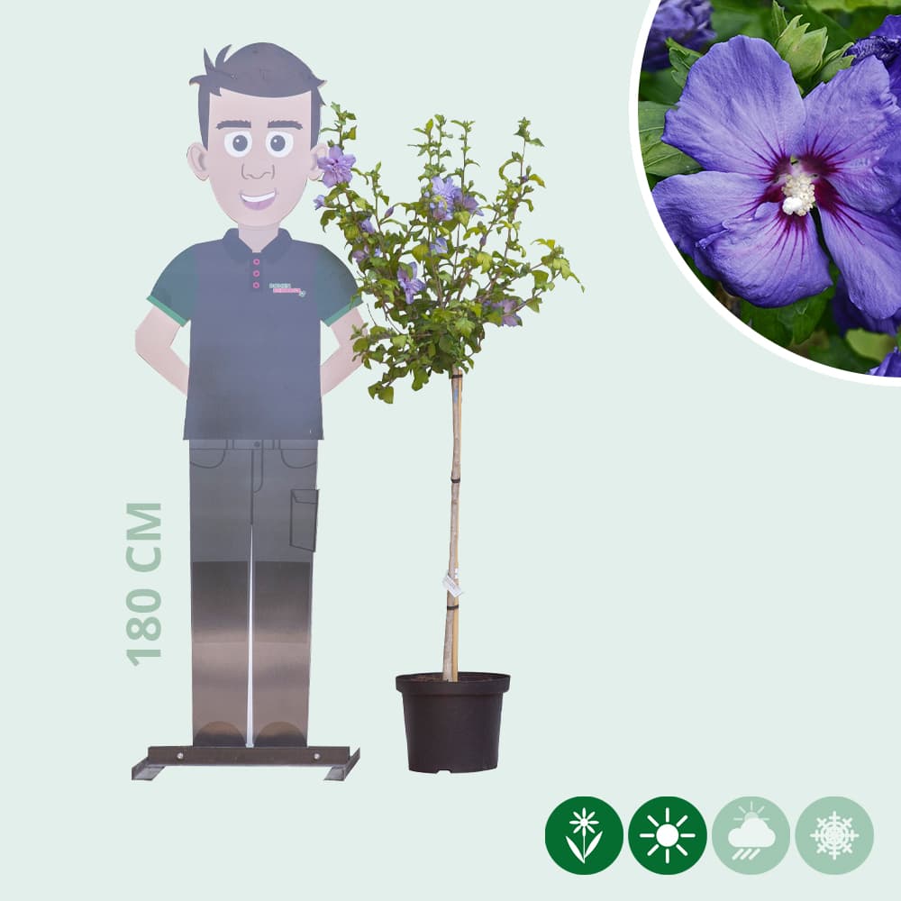 Hibiskus ‘Marina’