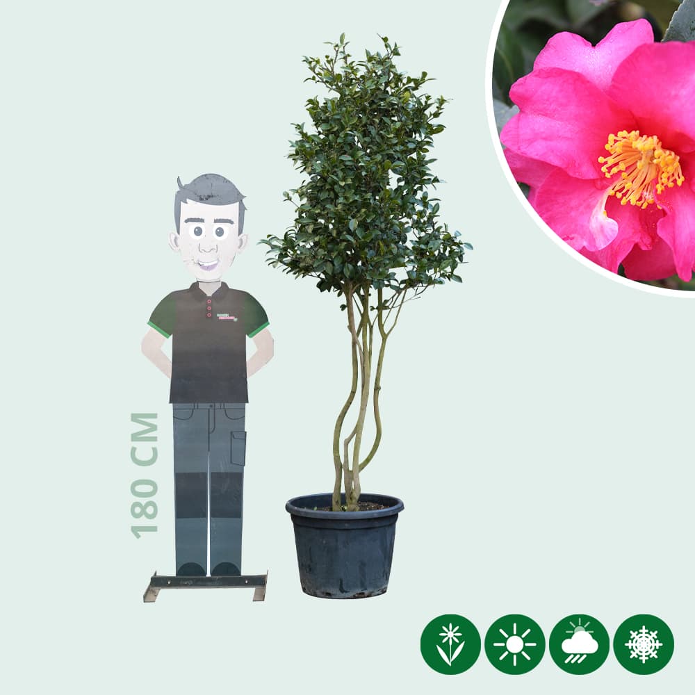 Japanische Rose