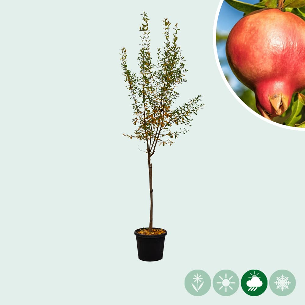 Granatapfelbaum 'Fina Tendral'