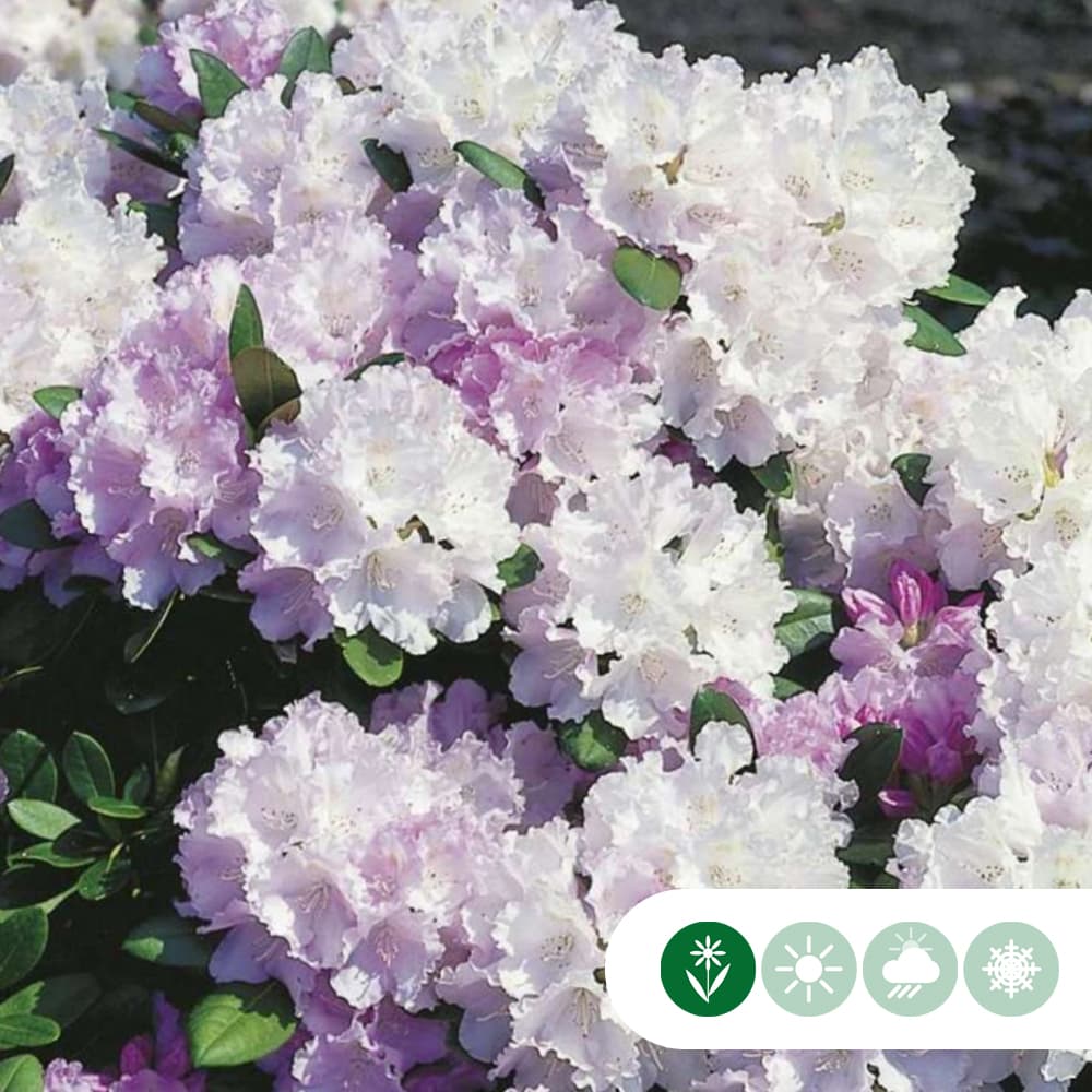 Rhododendron Silberwolke