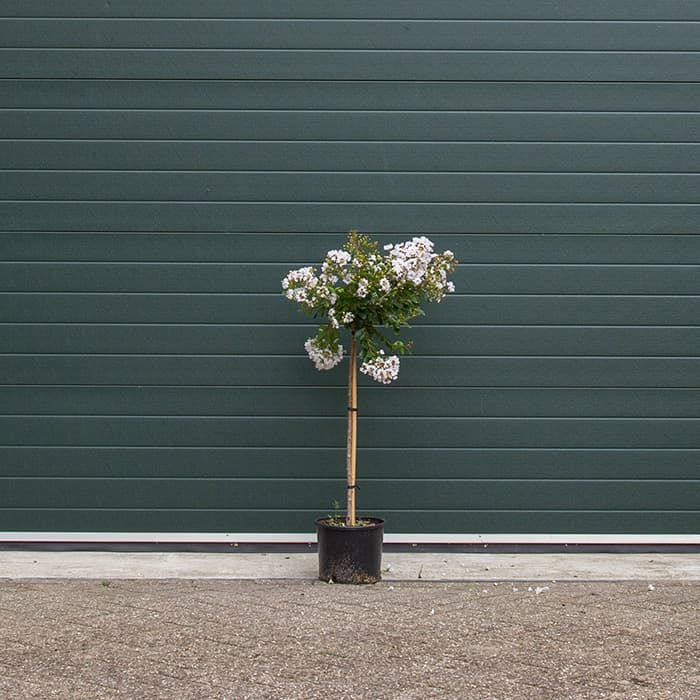 Chinesische Kräuselmyrte 'pixie white'