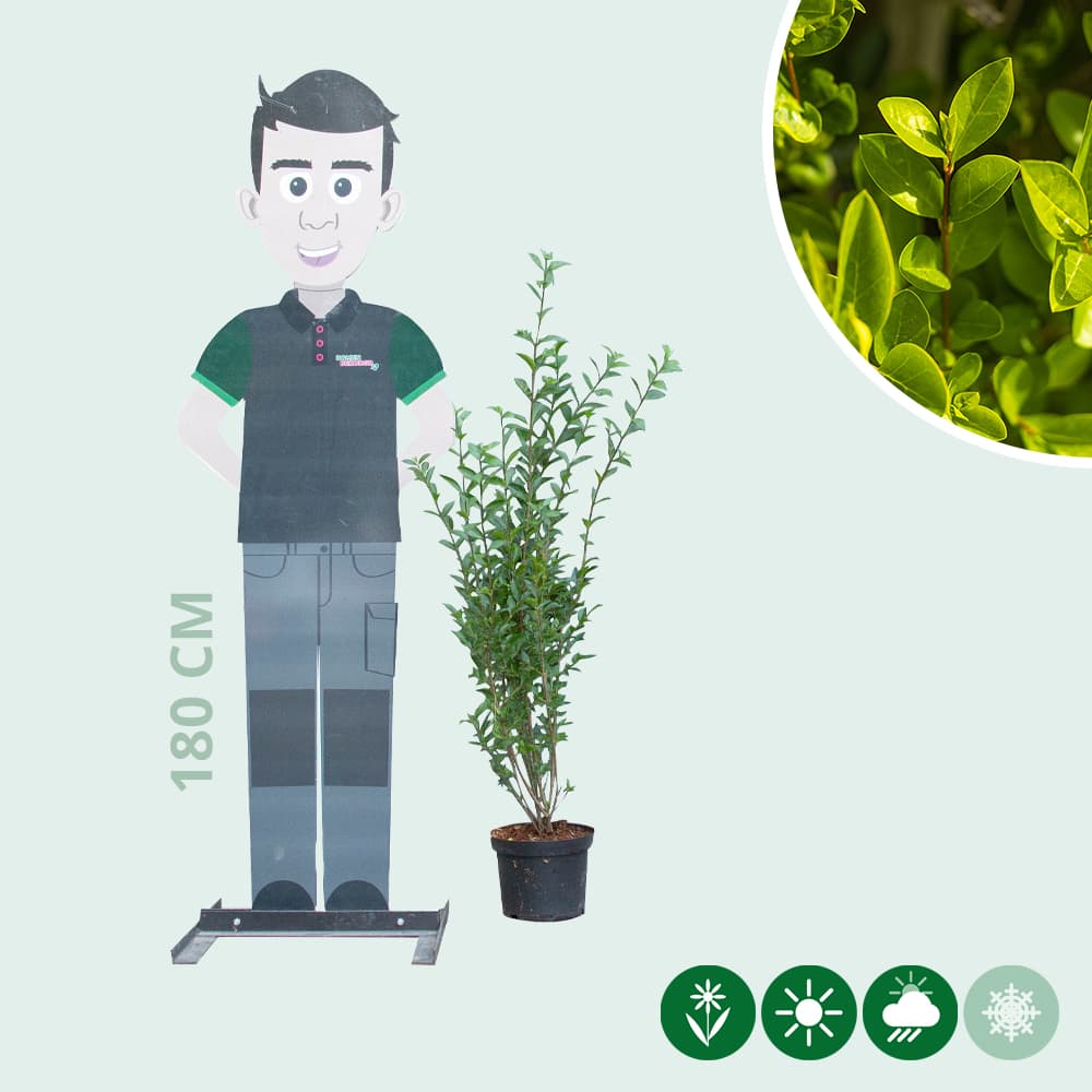 Ligusterhecke 80 cm