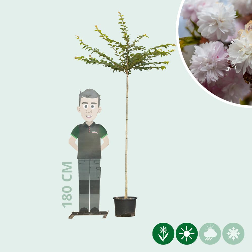 Japanische Blütenkirsche 'Autumnalis Rosea'