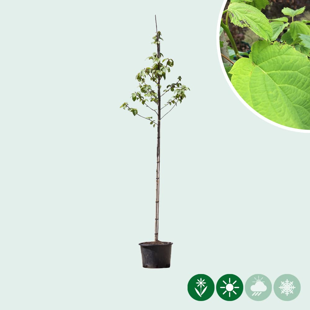 Taschentuchbaum