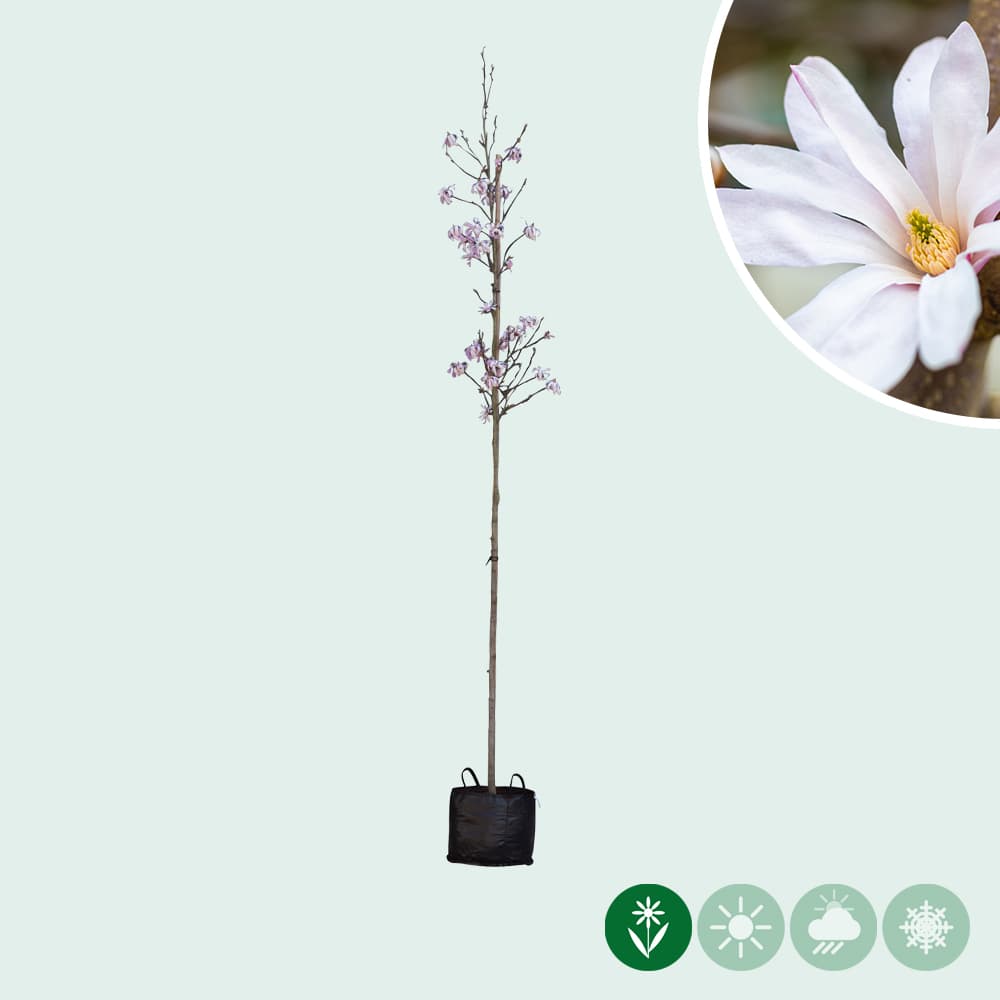 Magnolia loebneri 'Leonard messel'