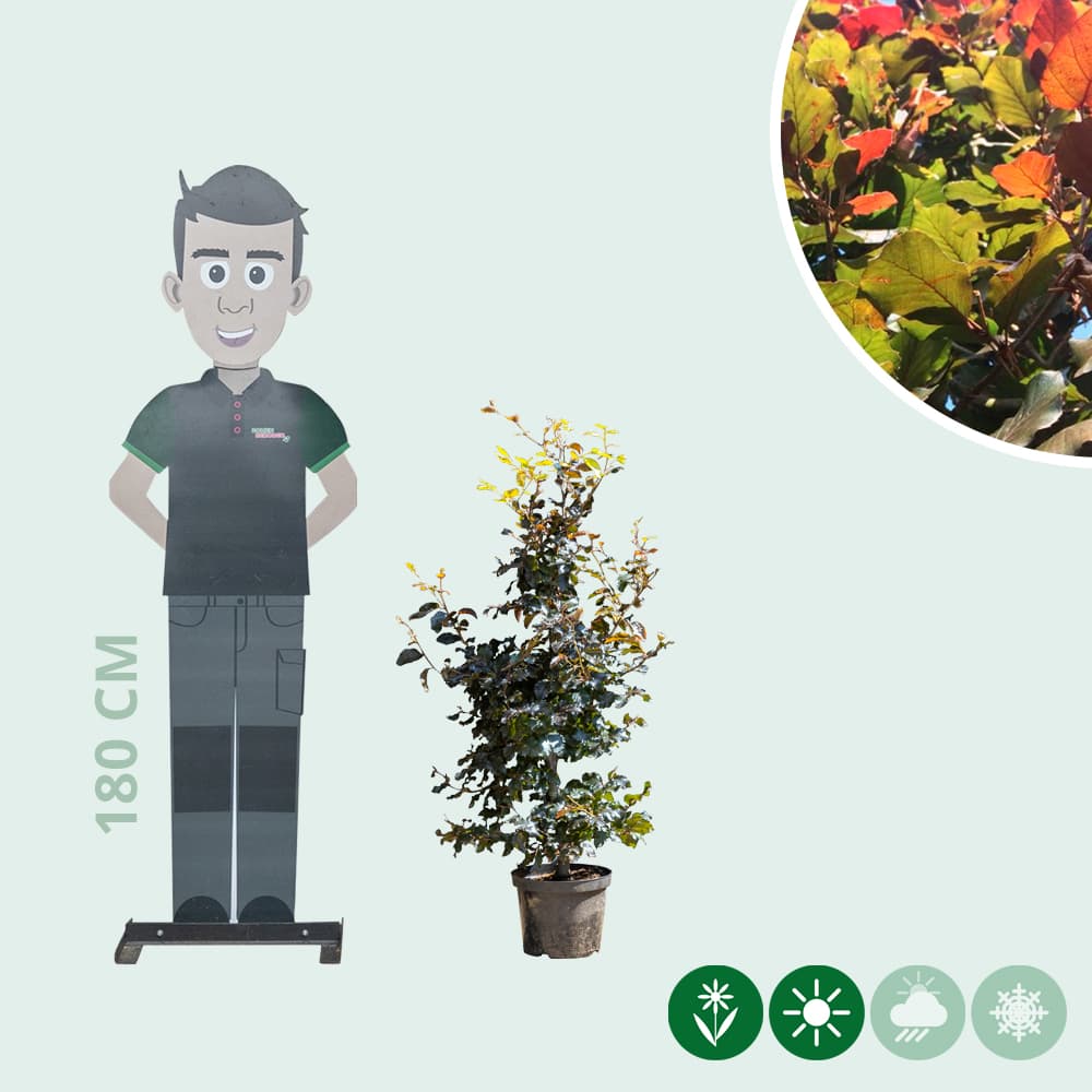 Blutbuchenhecke pro Meter einreihig