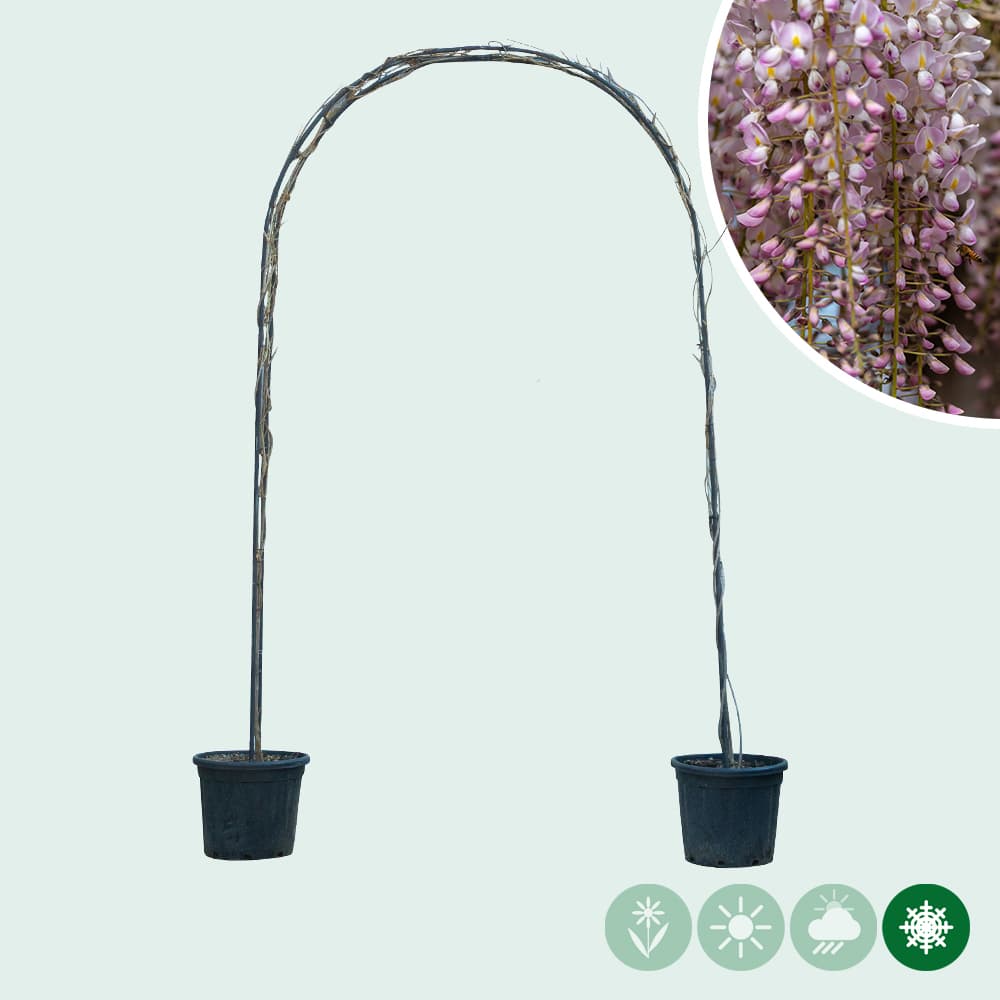 Rosaregen Rosea Bogenform