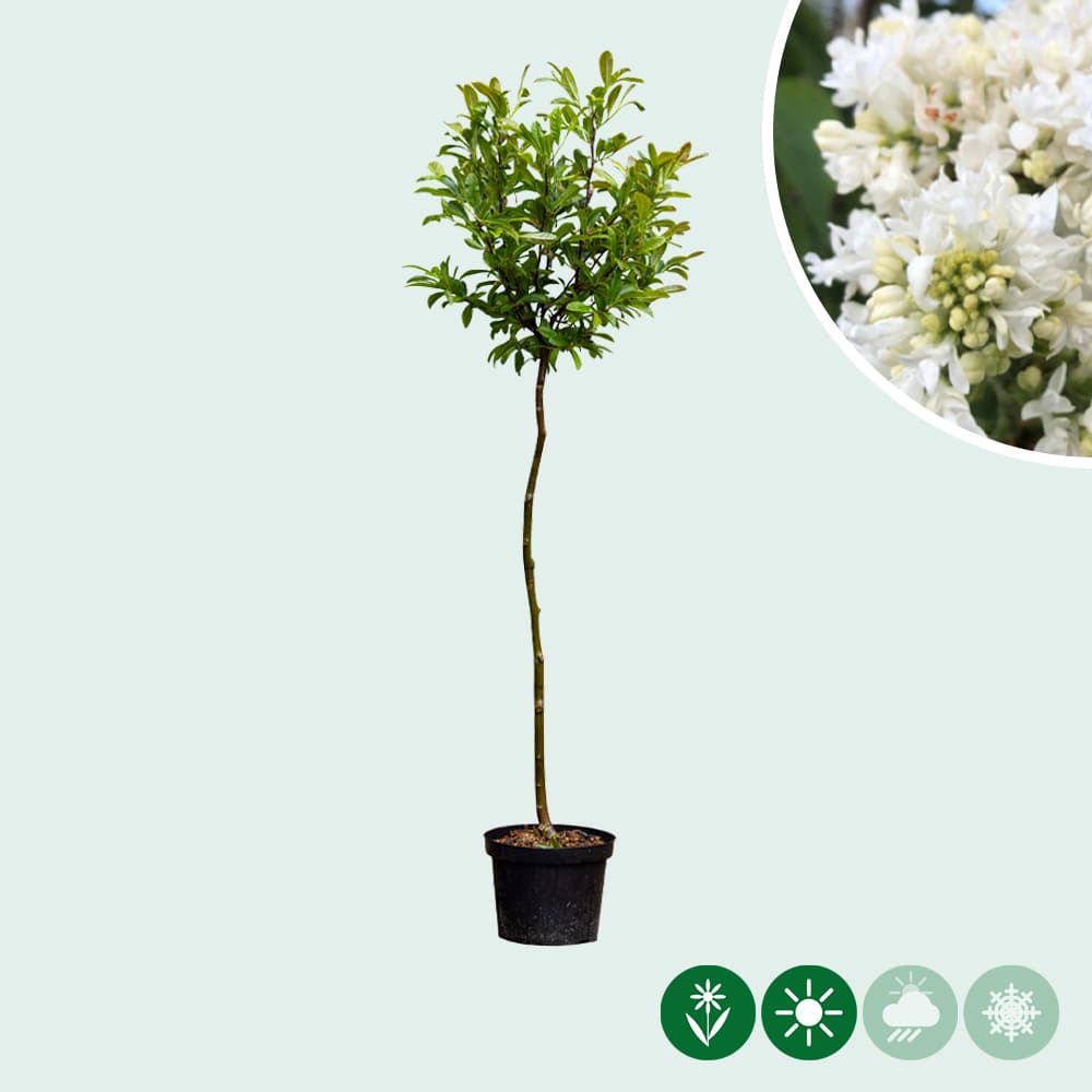 Magnolie 'Stellata' Halbstamm