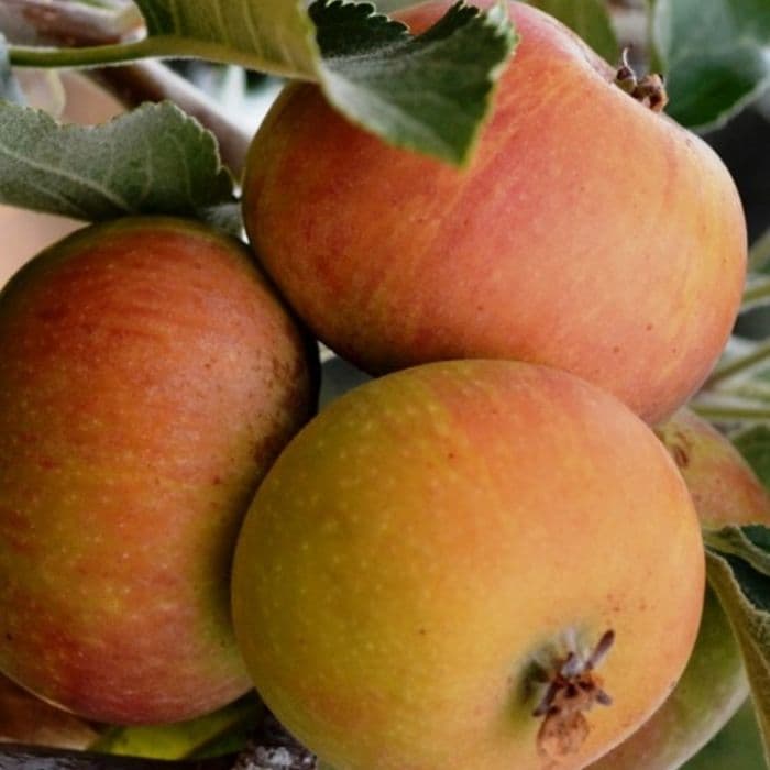 Apfelbaum Malus domestica Cox Orange Pippin