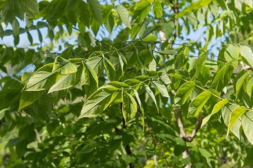 Mehrstämmige Bäume