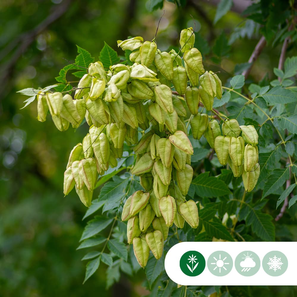 Chinesischer Lackbaum Mehrstämmig