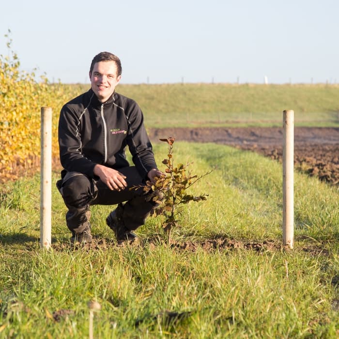 Blutbuchenhecke pro Stück