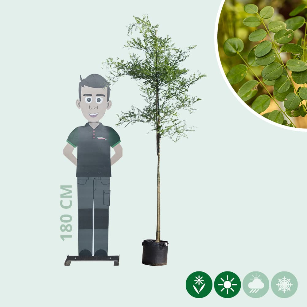 Schnurbaum