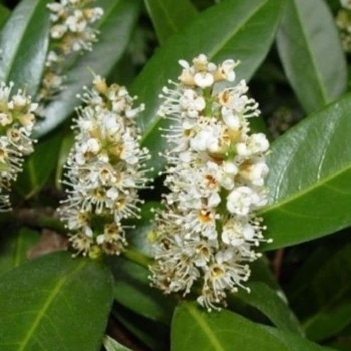 Kirschlorbeer als Spalier
