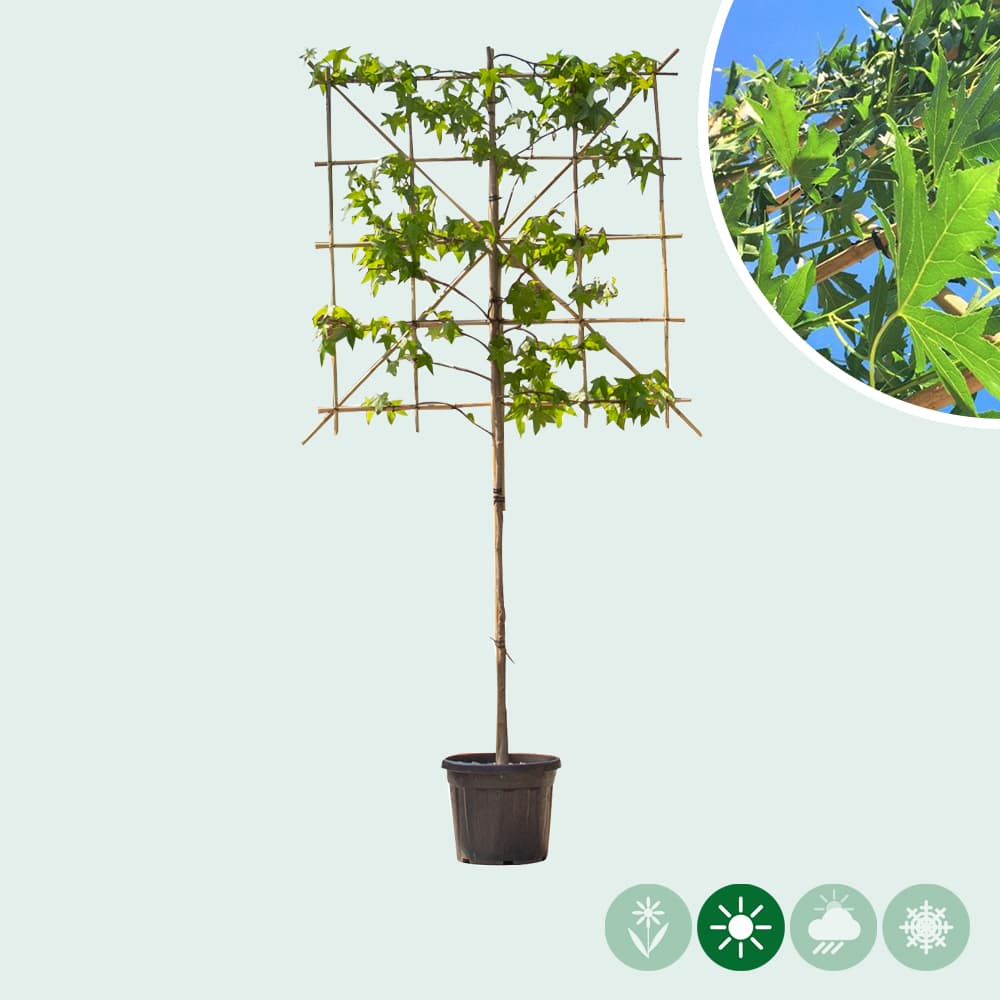 Amberbaum als Spalier
