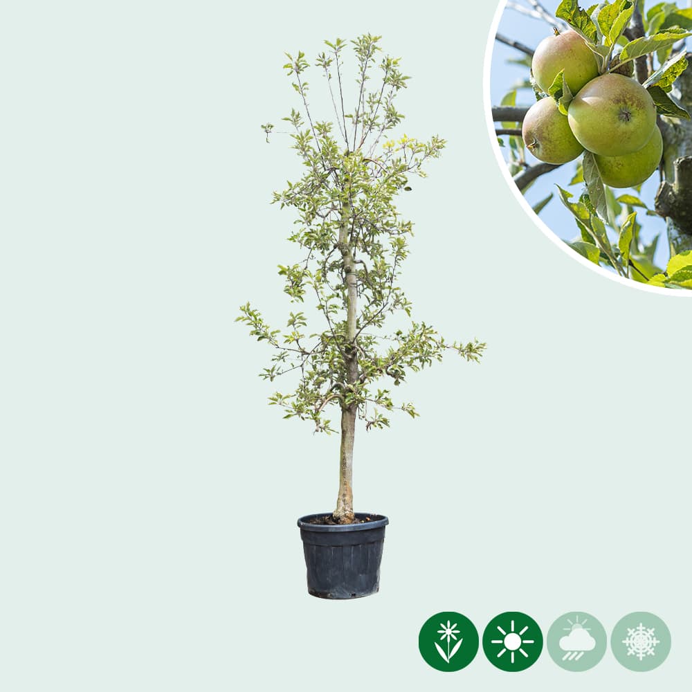 Alter Apfelbaum Elstar