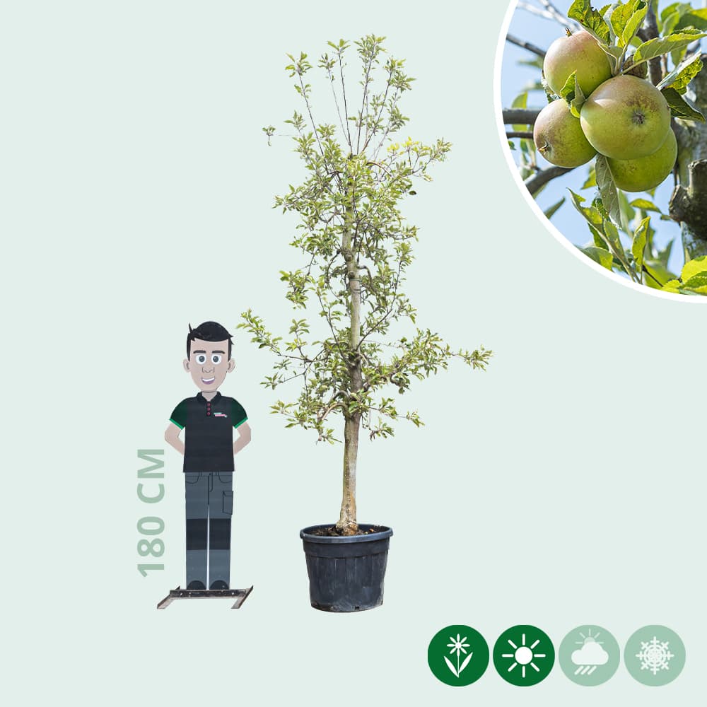 Alter Apfelbaum Elstar