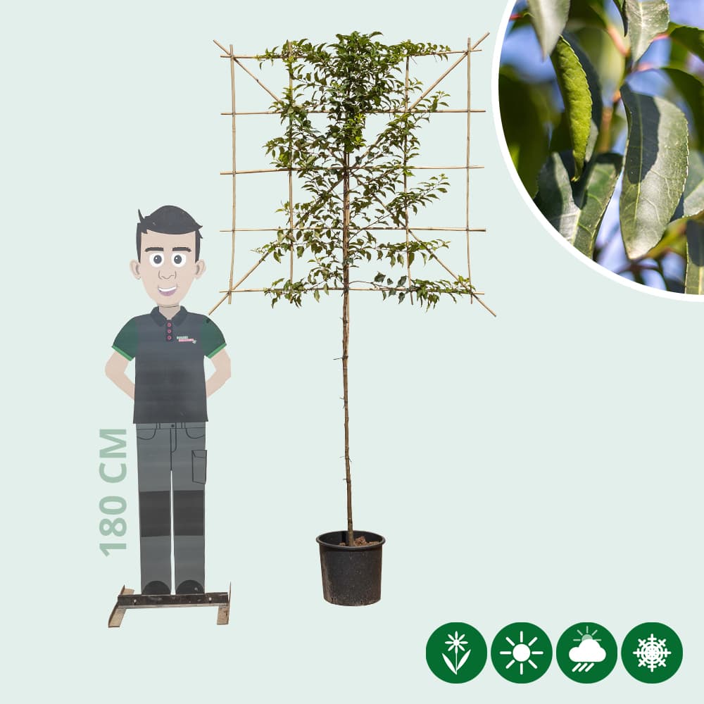 Portugiesischer Lorbeer als Spalierbaum