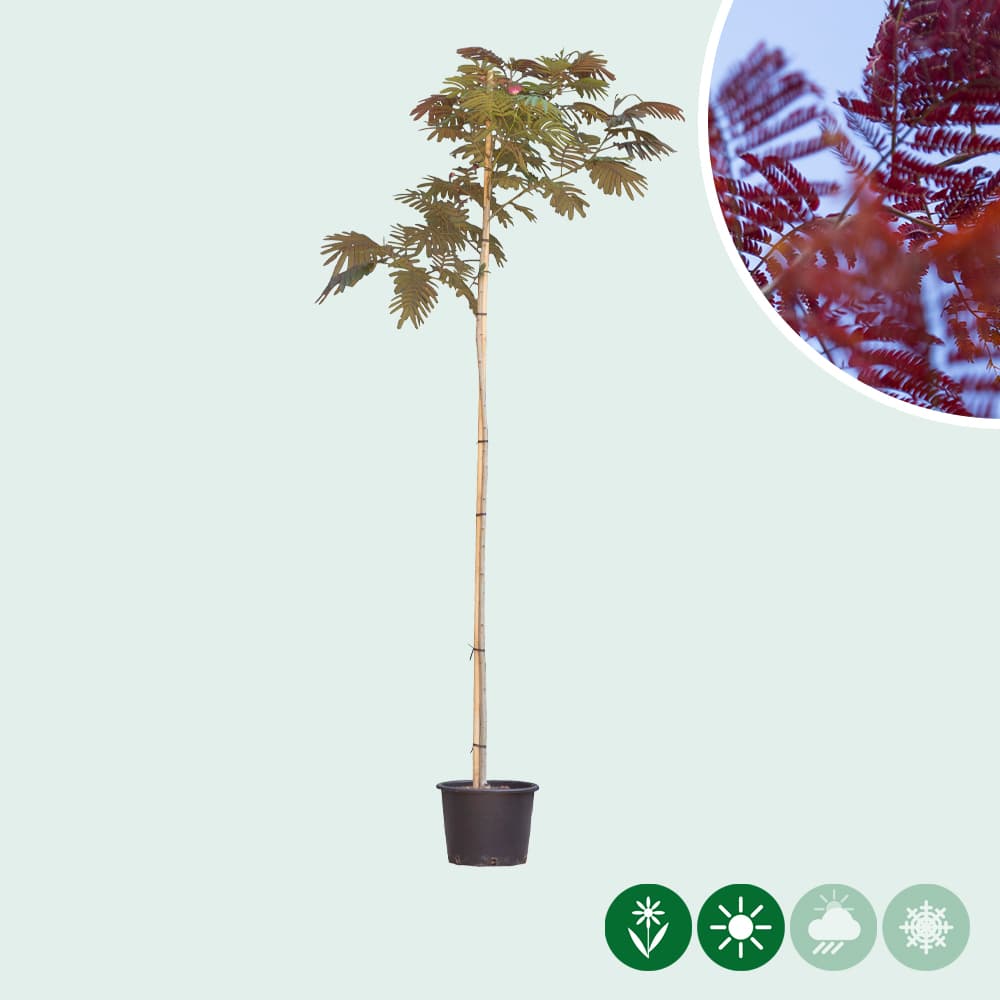 Roter Persischer Schlafbaum