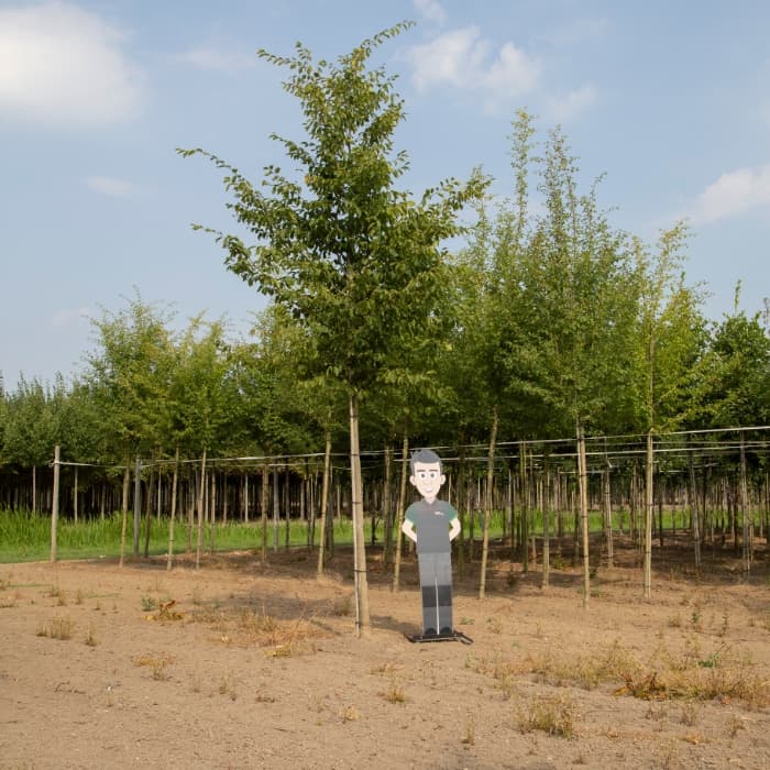 Hainbuche ausgewachsen