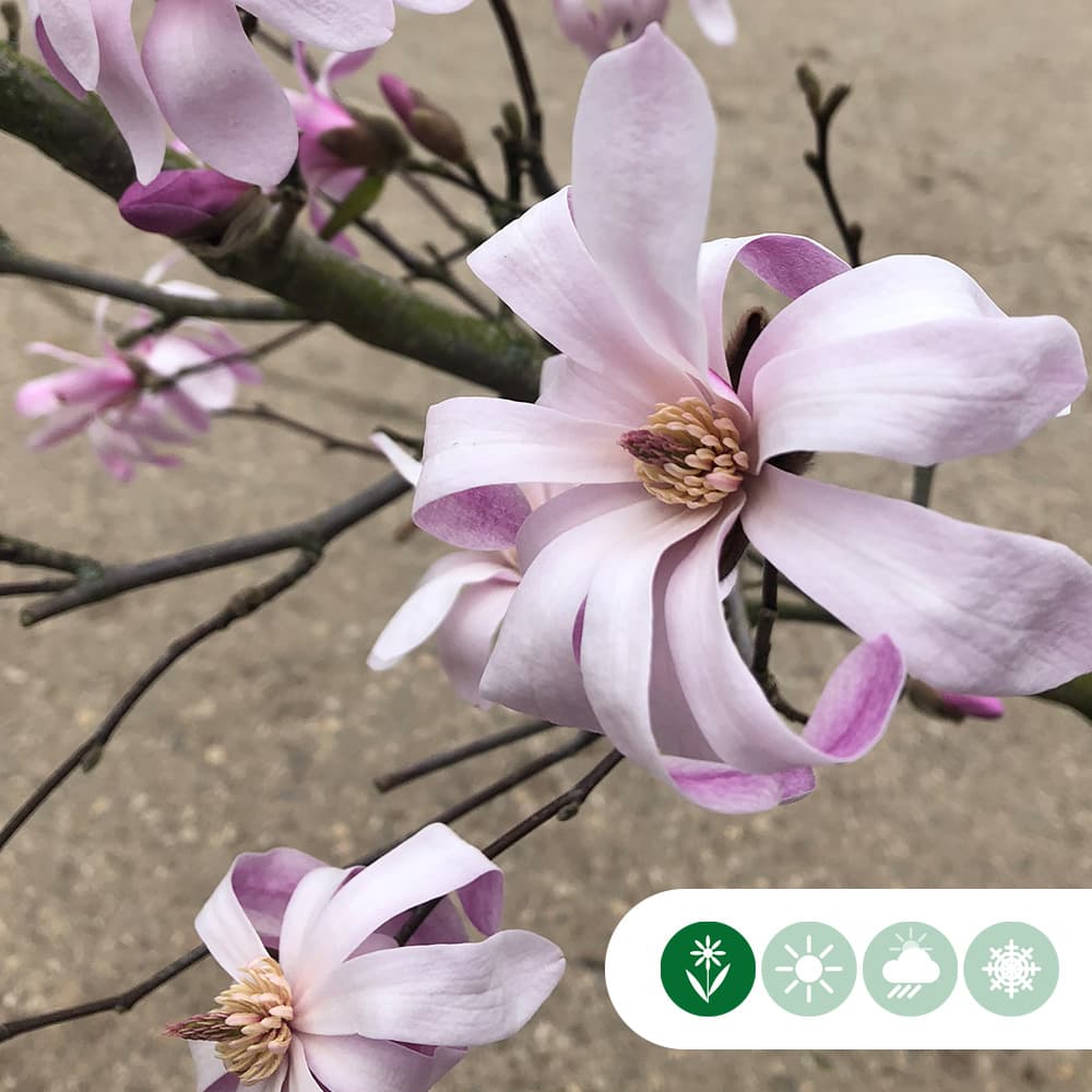 Magnolie 'Leonard Messel'