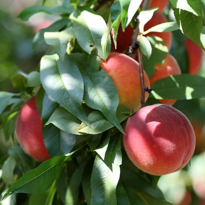 Nektarinenbaum