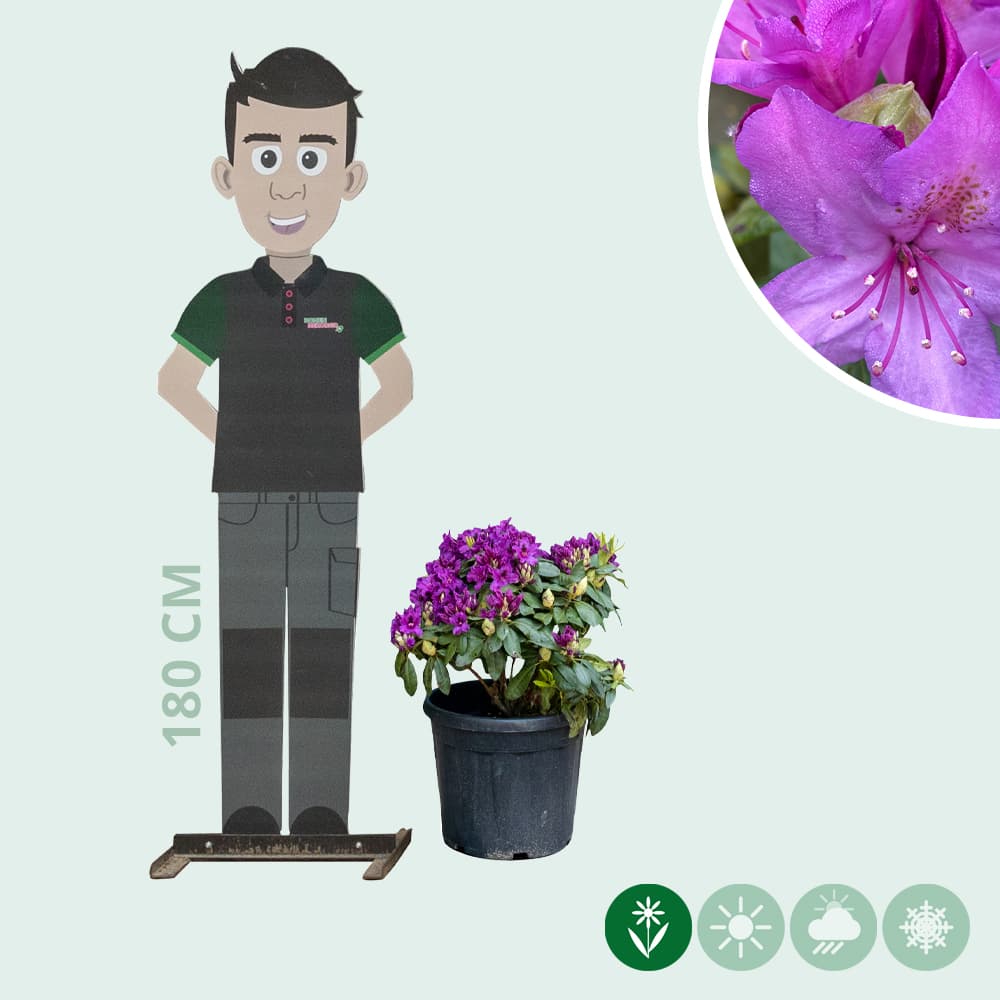 Rhododendron Azurro