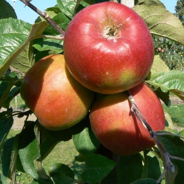 Apfelbaum Malus domestica Santana