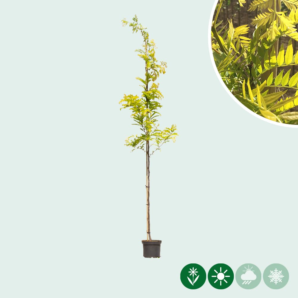 Gelber Dornenloser Lederhülsenbaum