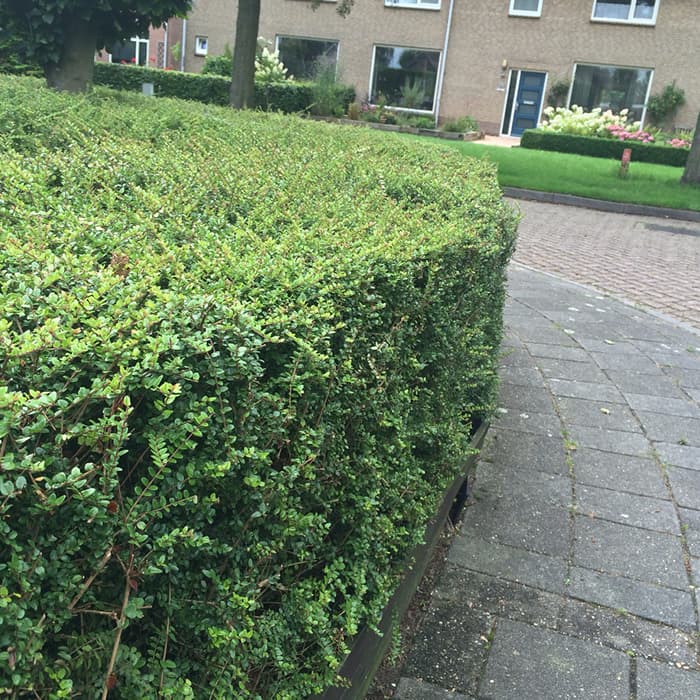 Sauerdornhecke