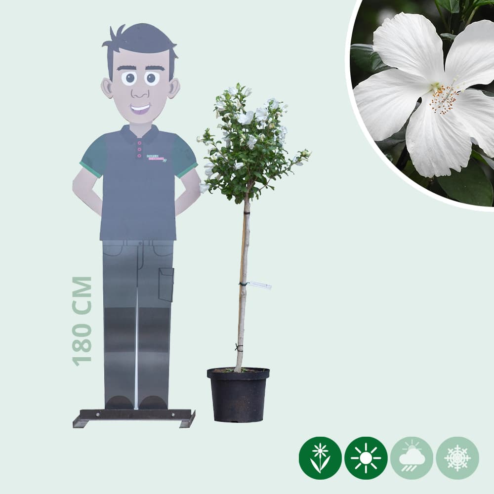 Hibiskus Bianco