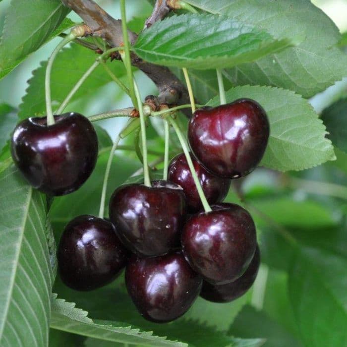 Prunus avium Early Rivers 2
