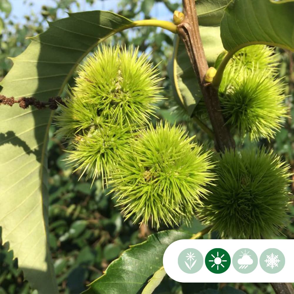 Edelkastanie als Spalier