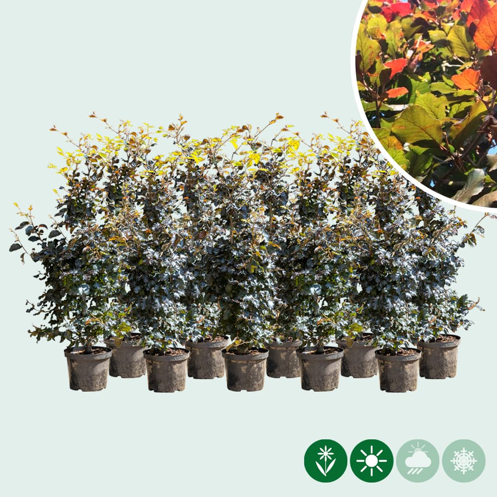 Blutbuchenhecke pro Meter zweireihig 2