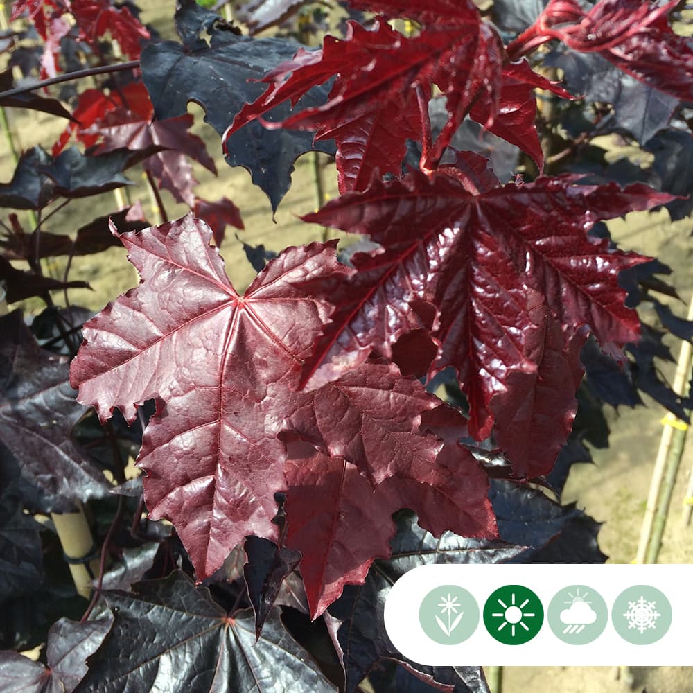 Acer pl. 'Royal Red' als Spalier