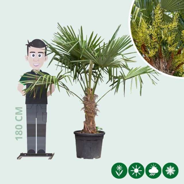 Chinesische Hanfpalme 40 cm Stammhöhe
