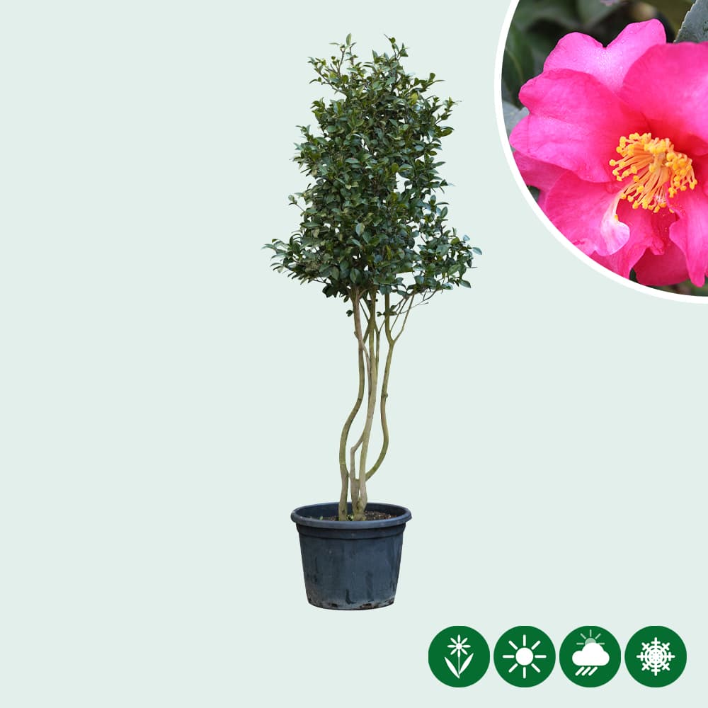 Mehrstämmige Japanische Rose (Camelia)