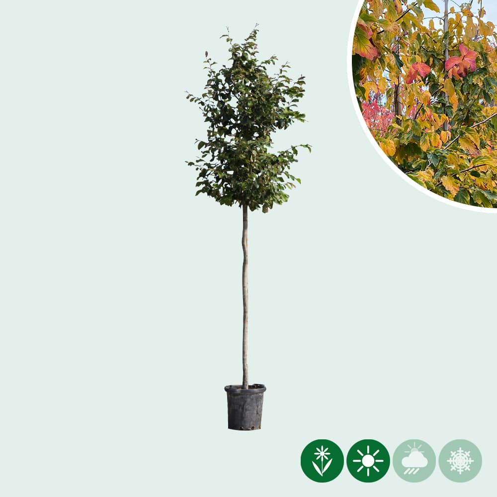 Eisenholzbaum
