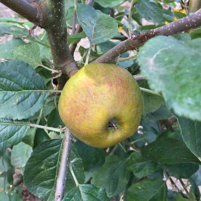 Apfelbaum Malus domestica Schone van Boskoop / Goudreinette 2