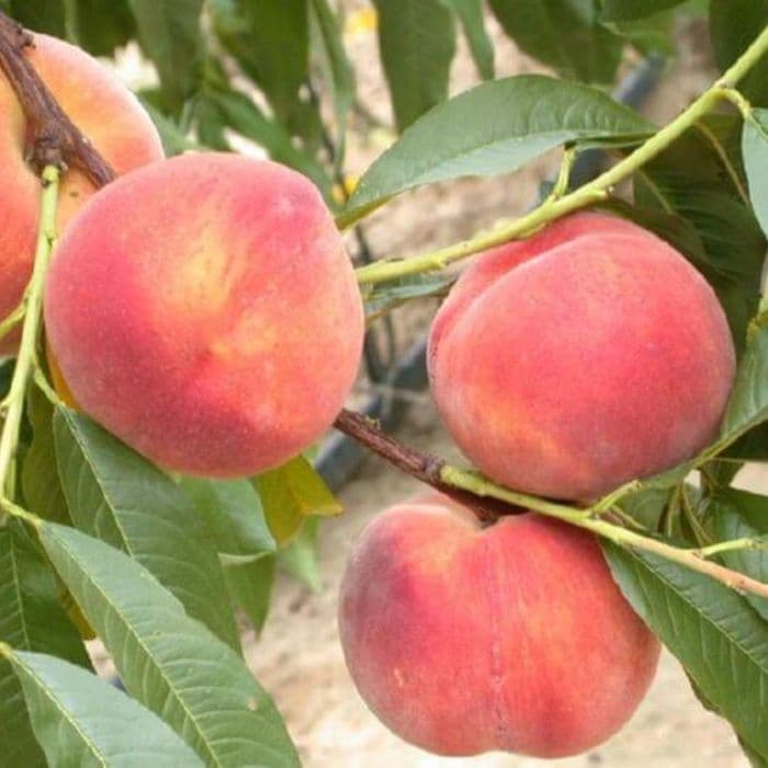 Pfirsichbaum