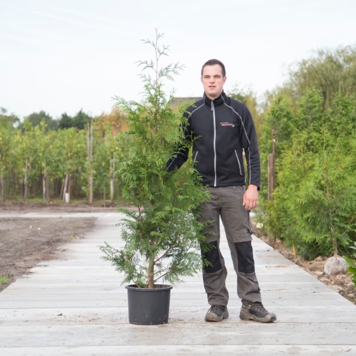Konifere 'Excelsa'