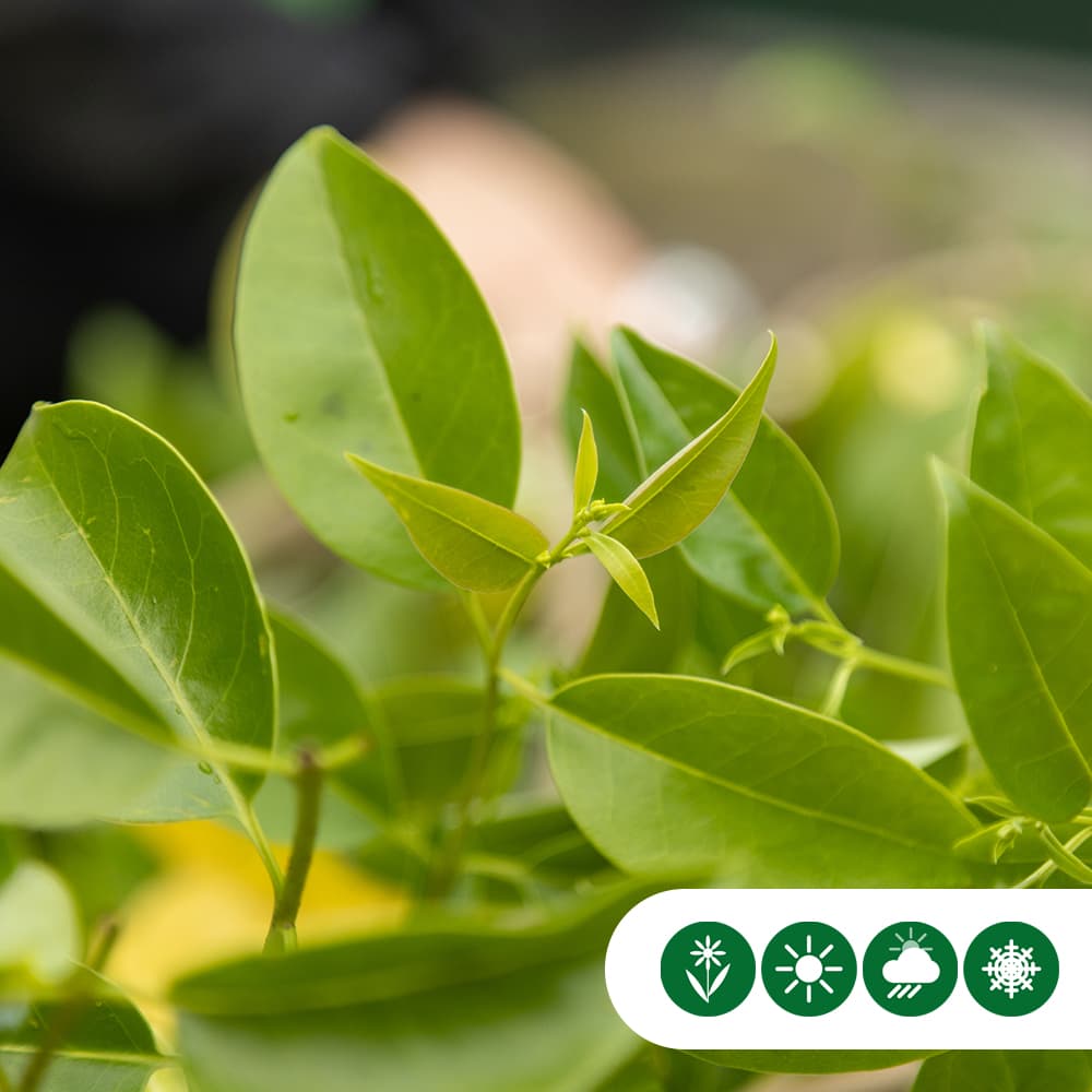 Japanischer Liguster