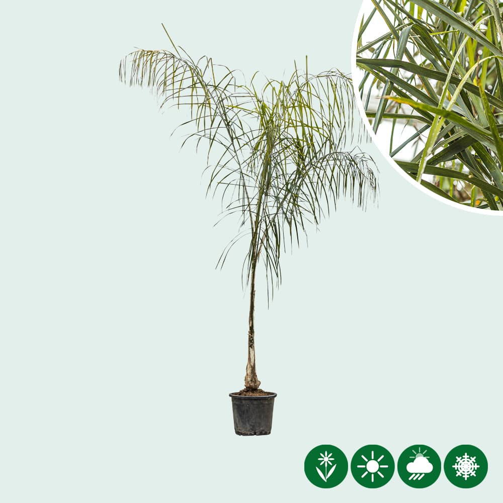 Königinpalme