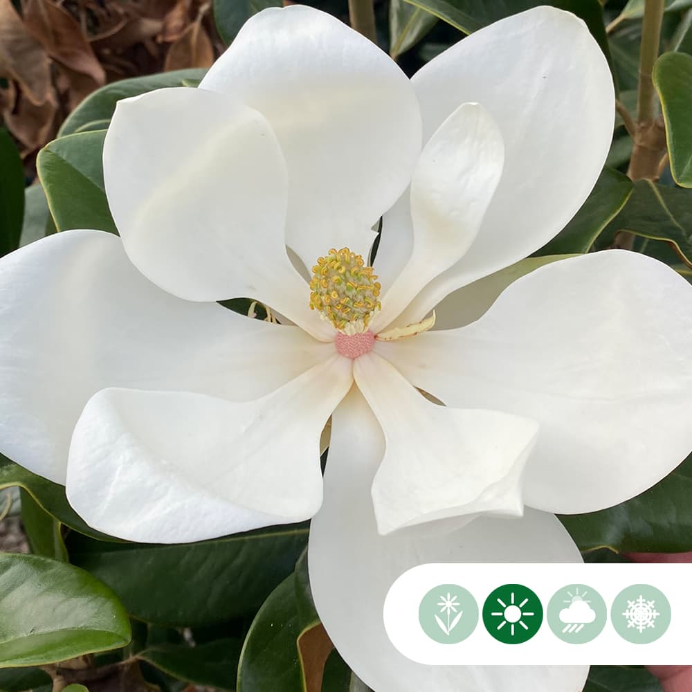 Magnolie Grandiflora Halbstamm