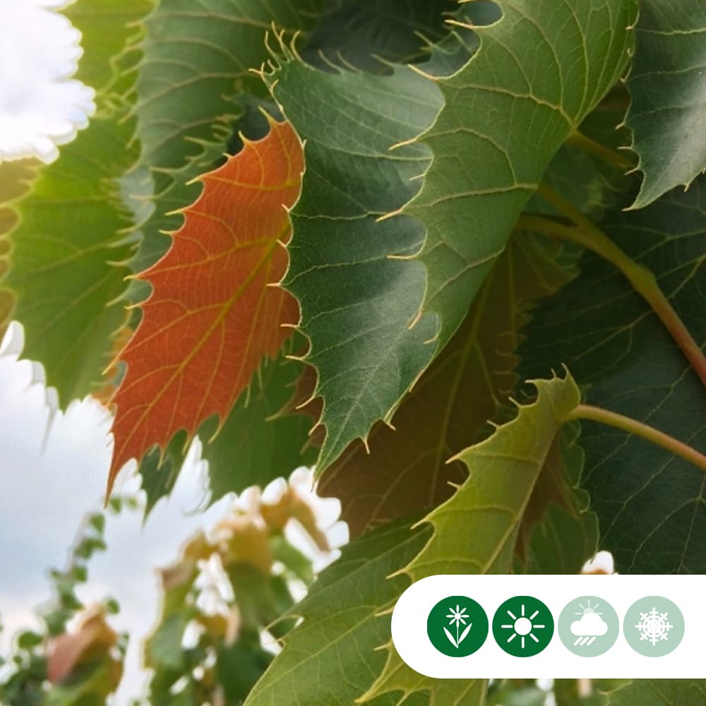 Linde Tilia henryana