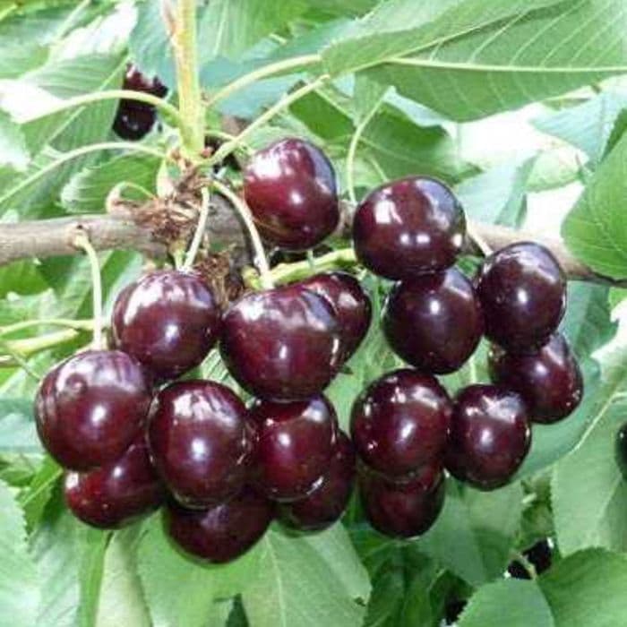 Prunus avium Kordia 2