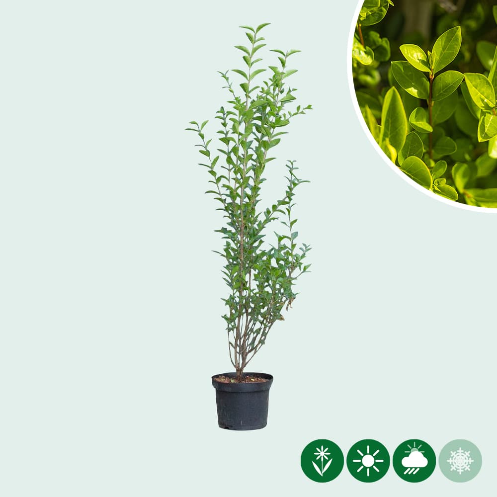 Ligusterhecke