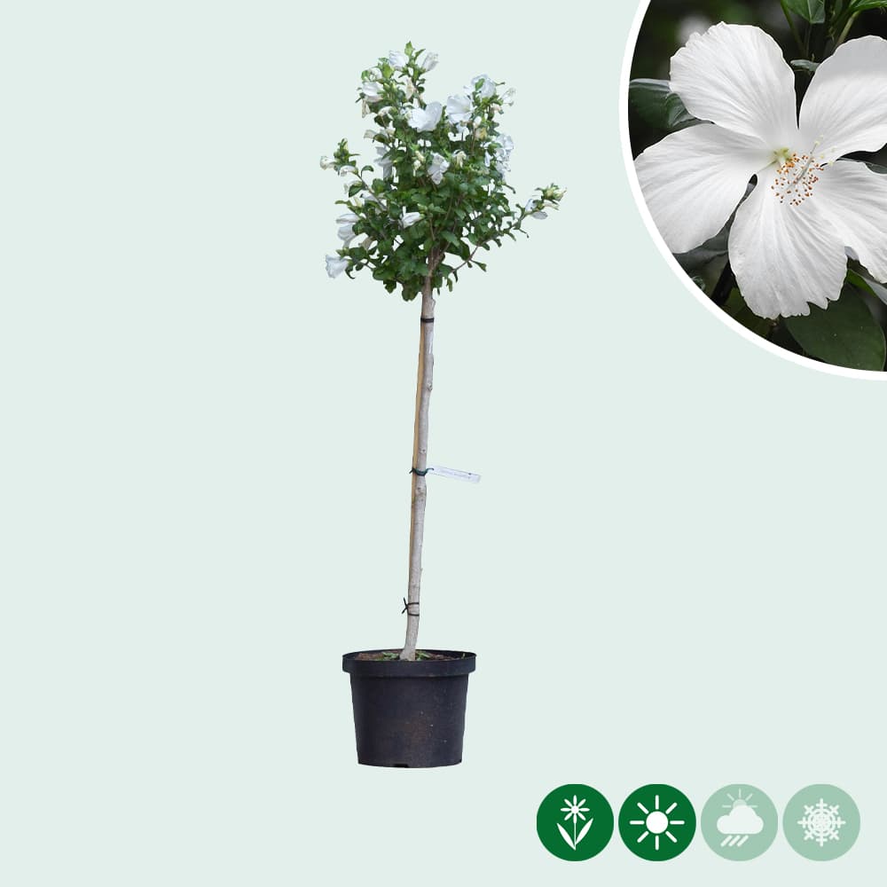 Hibiskus Bianco